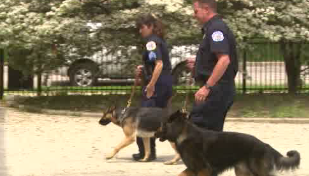 The Chicago Police Department uses a closed elementary school to train with their dogs. (CBS)