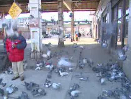 Birds being fed outside a train station