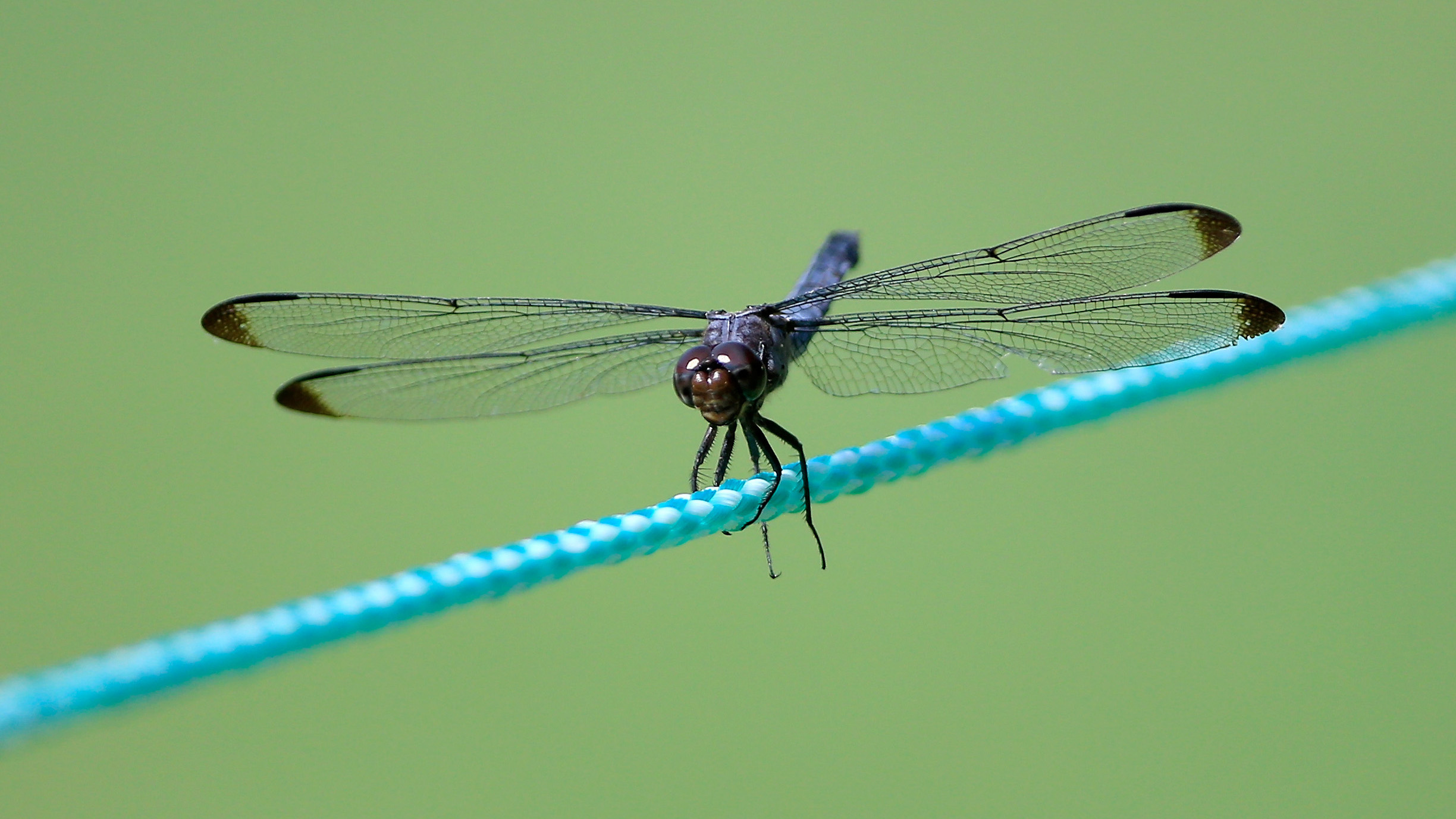 dragonfly 1 jpg?w=1500.