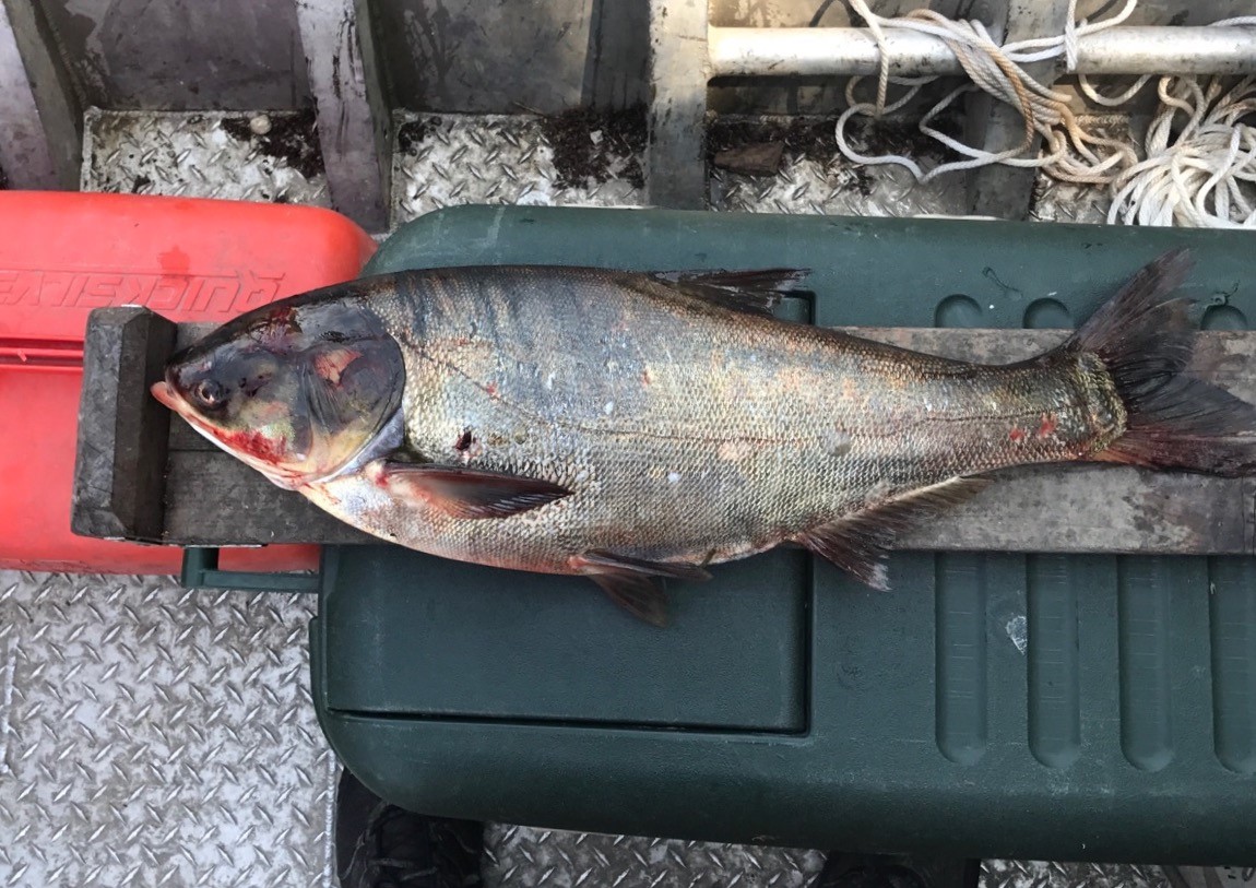 Officials Live Asian Carp Discovered Near Lake Michigan -2328