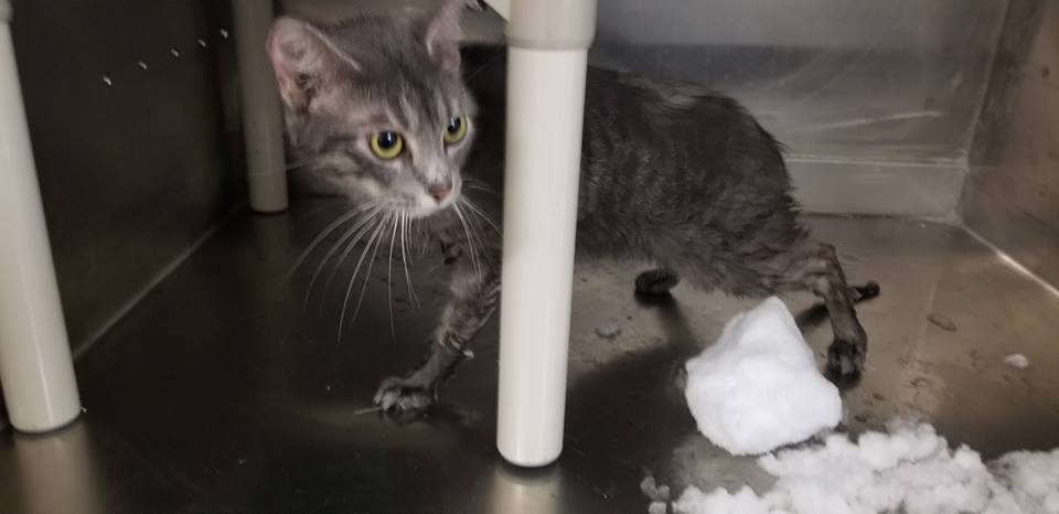 Animal Shelter Finds Cat Abandoned In Snow Packed Pet Carrier Cbs Chicago