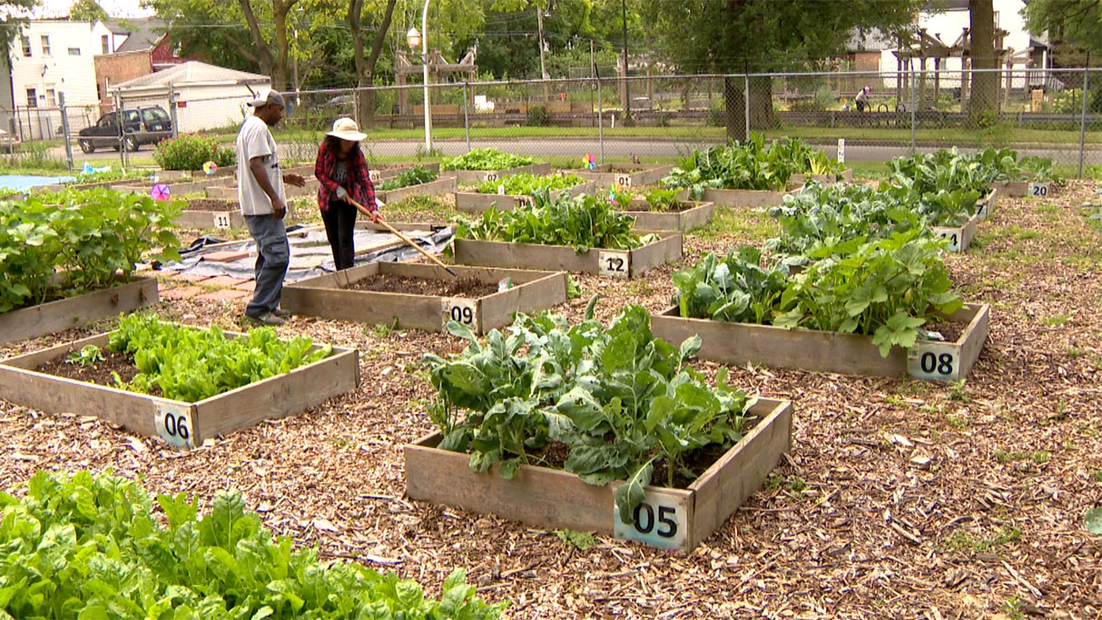 A Community Garden With Principle Is In Bloom In Englewood Cbs