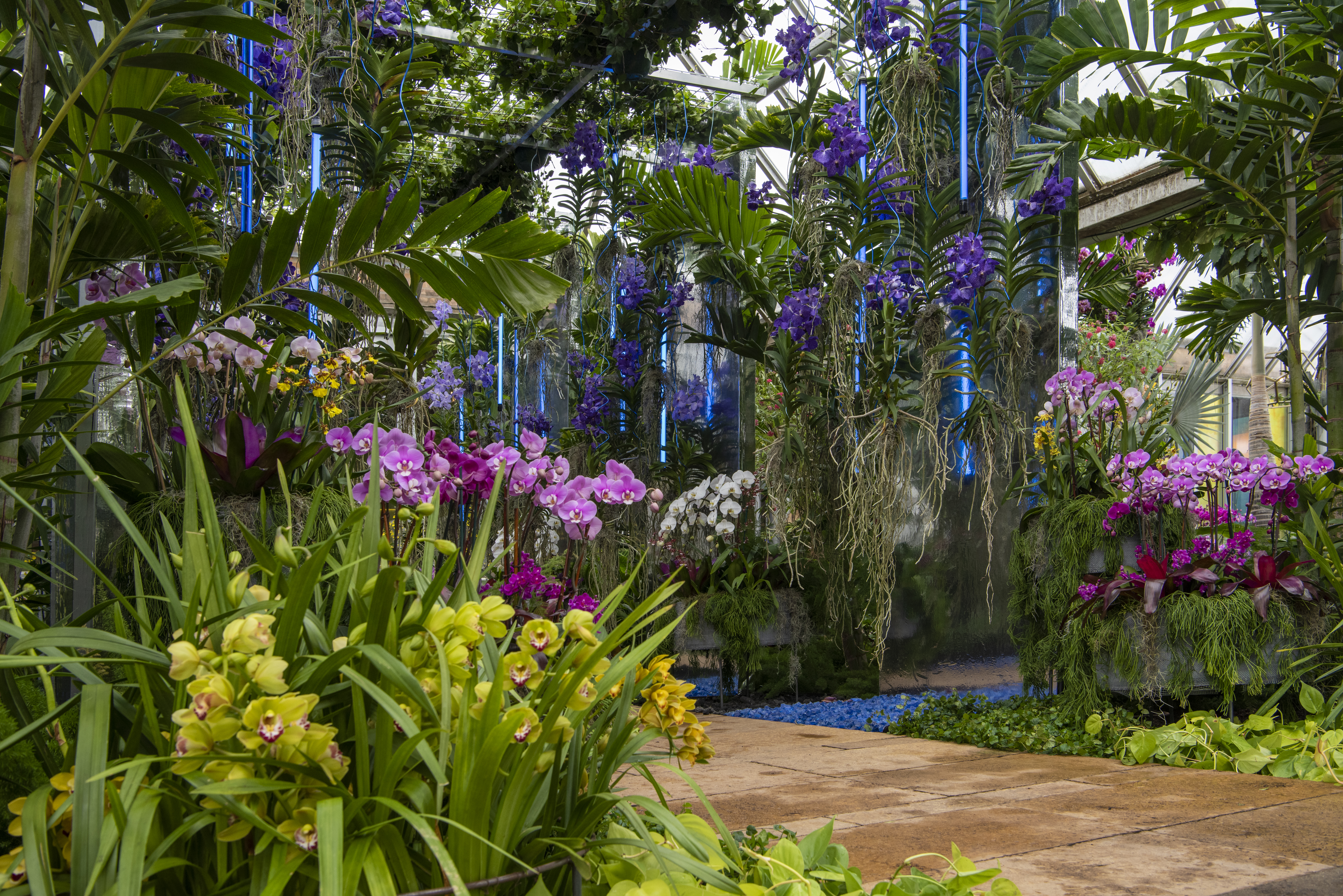 Don T Miss The Chicago Botanic Garden S Orchid Show Cbs Chicago
