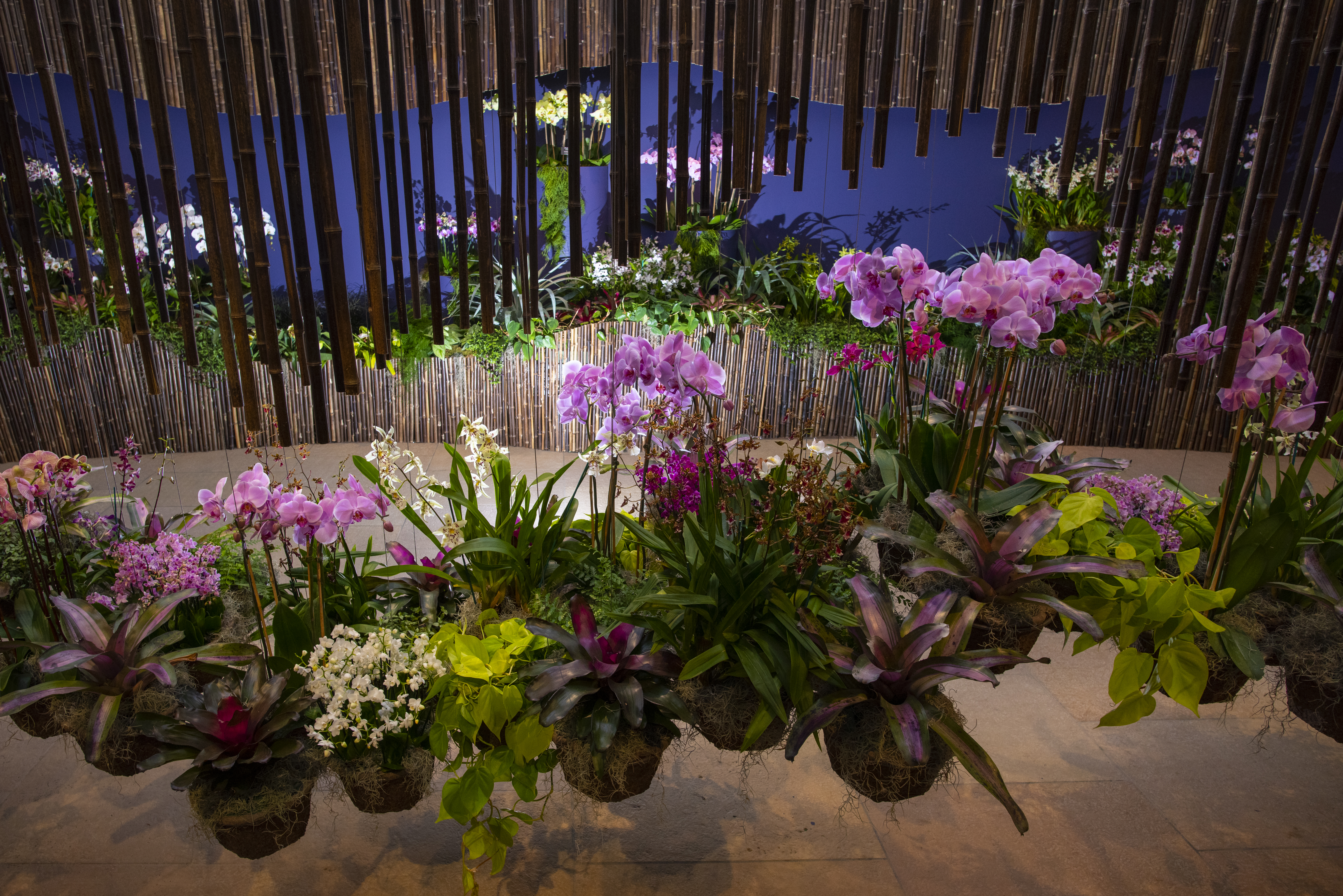 Don T Miss The Chicago Botanic Garden S Orchid Show Internewscast