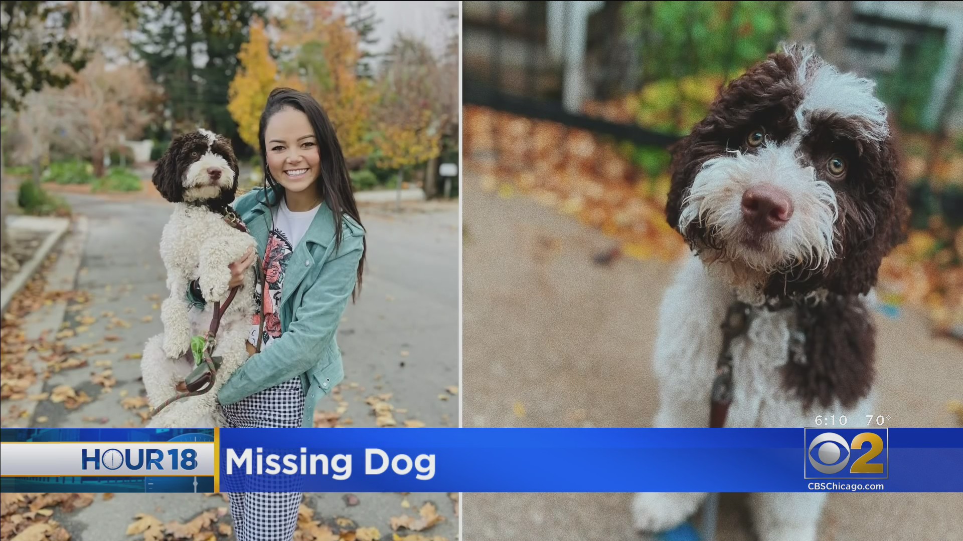 Rover Missing Dog