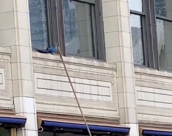 A Blue Macaw perched on a second story window while the fire department crew member places a pole next to the bird to let it down.