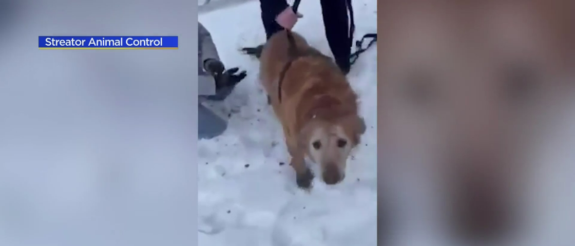 Firefighters Shown On Camera Rescuing Golden Retriever From Sinkhole In Streator – CBS Chicago